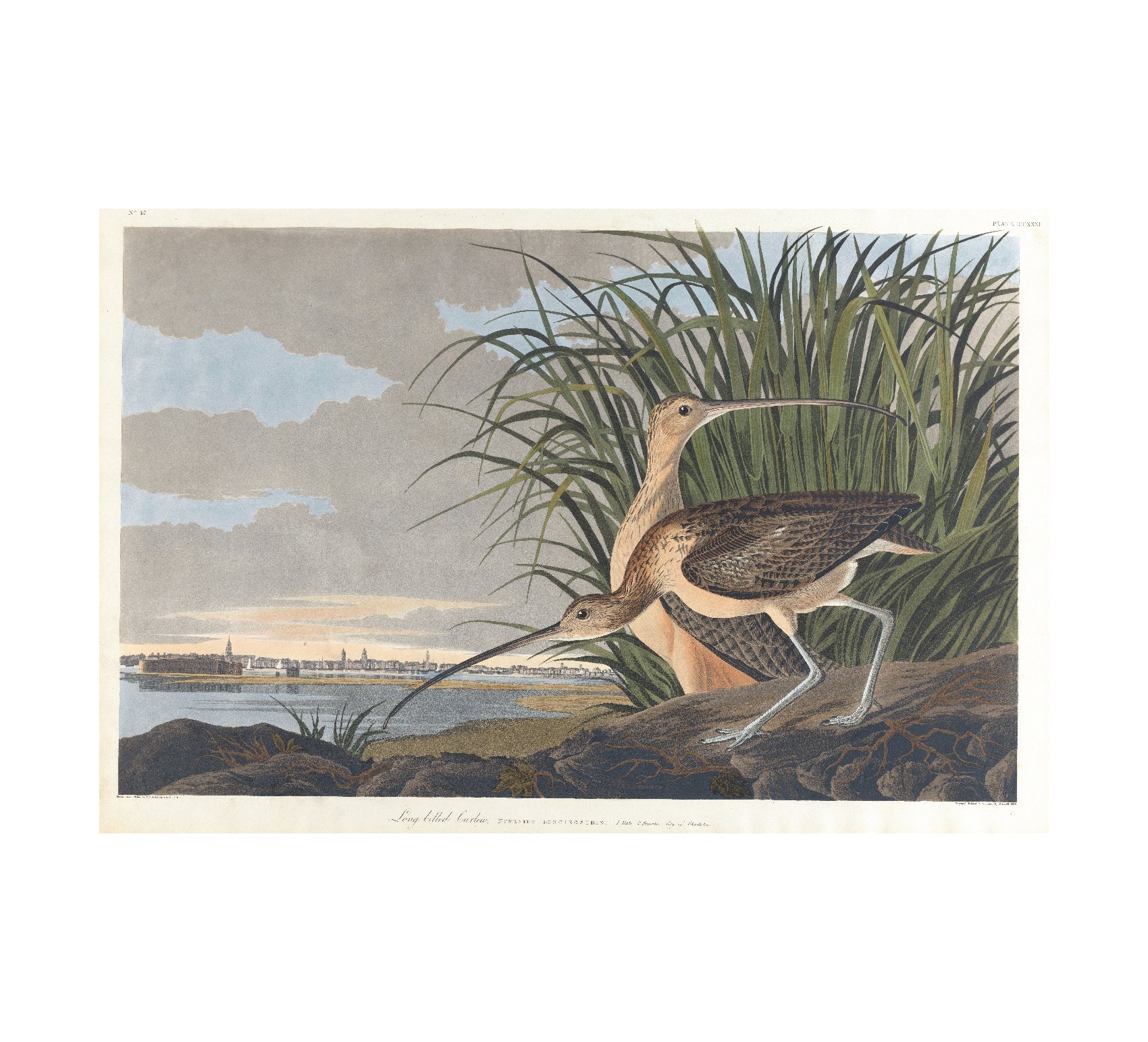 Long - billed Curlew Adhesive Poster - Eco - Friendly and High - Quality - Pasquín Store