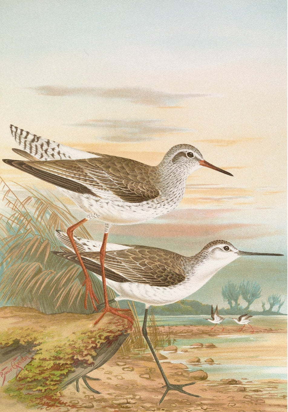 Repositionable Adhesive Wall Art: Totanus totanus by Johann Friedrich Naumann - Pasquín Store