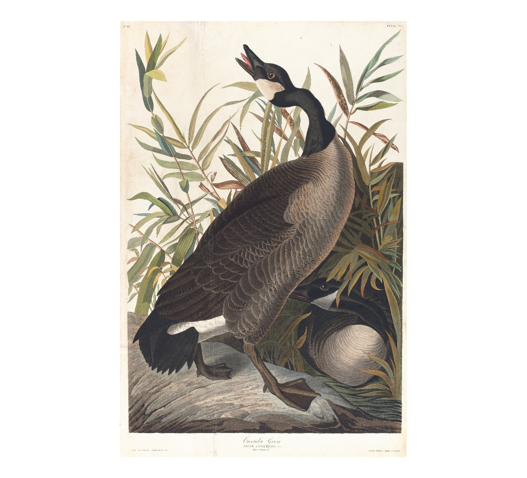 Repositionable Wall Art: Canada Goose by John James Audubon - Pasquín Store