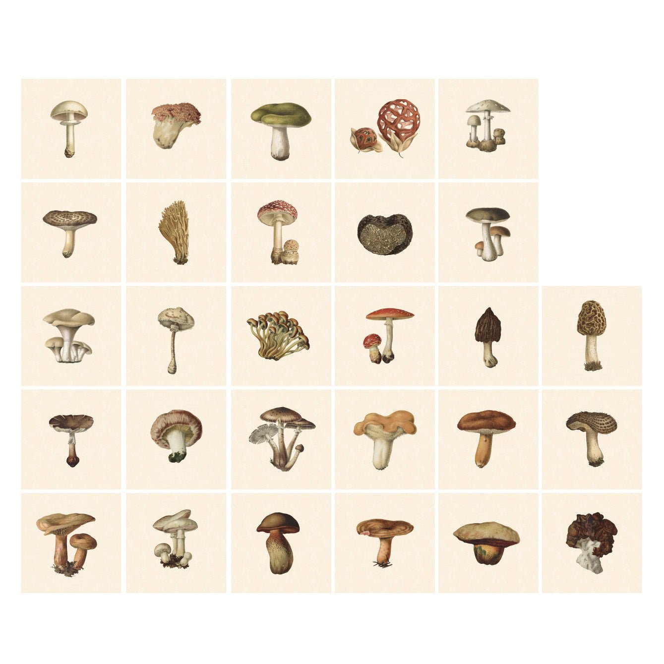 Tile Pasquín 18: Marvelous Mushrooms - Peel - and - Stick Tiles - Pasquín Store