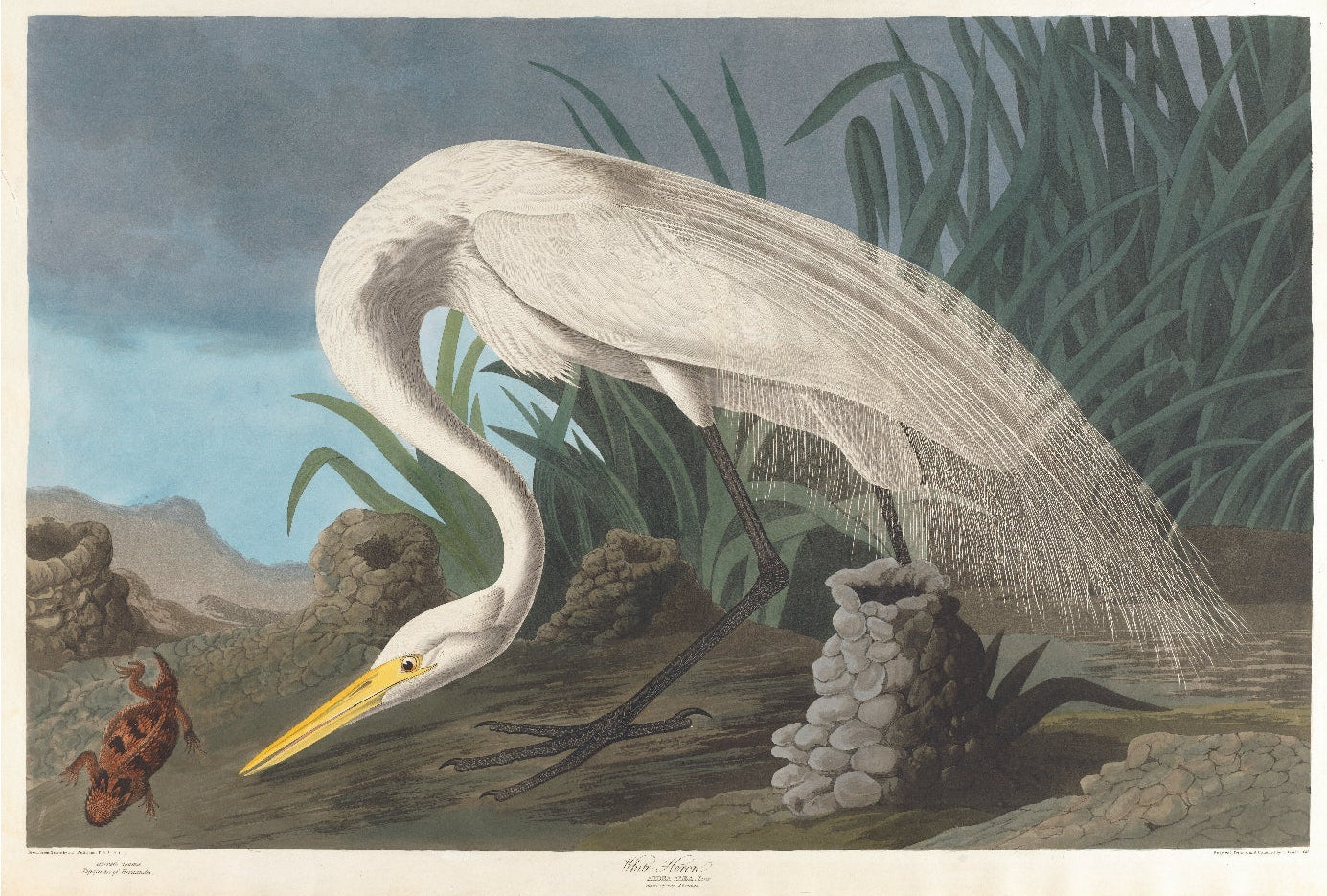 Versatile White Heron Adhesive Art Poster by John James Audubon - Pasquín Store