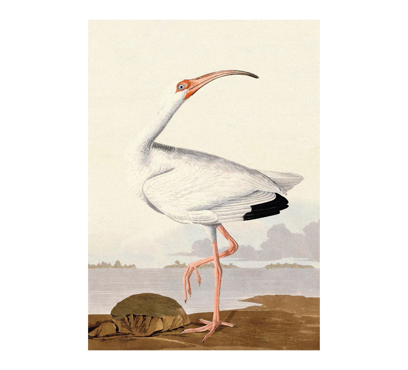 White Ibis by John James Audubon - Repositionable Adhesive Poster - Pasquín Store