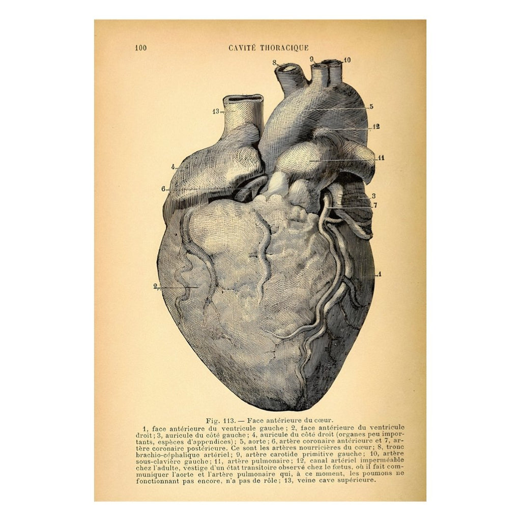 Mini poster adhesivo y reposicionable: Anatomía corazón - Tienda Pasquín