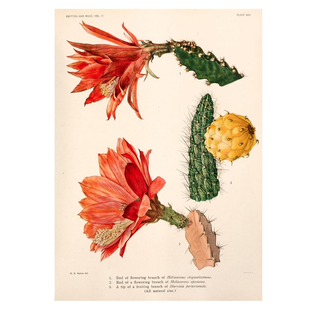 Mini poster adhesivo y reposicionable: Cactus flor 01 - Tienda Pasquín