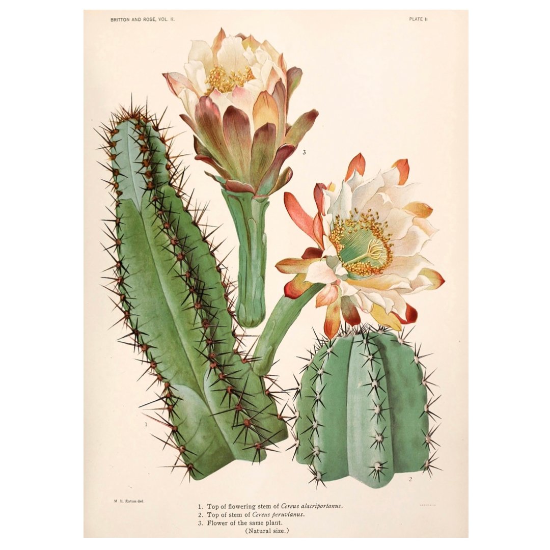 Mini poster adhesivo y reposicionable: Cactus flor 03 - Tienda Pasquín