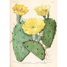 Mini poster adhesivo y reposicionable: Cactus flor 06 - Tienda Pasquín