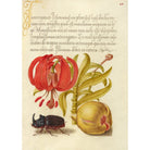 Mini poster adhesivo y reposicionable: carlet Turk’s Cap, Rhinoceros Beetle, and Pomegranate de Joris Hoefnagel - Tienda Pasquín