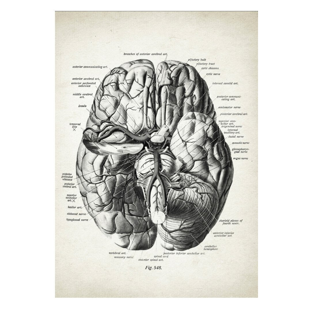 Mini poster adhesivo y reposicionable: Cerebro Humano - Tienda Pasquín