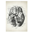 Mini poster adhesivo y reposicionable: Cerebro Humano - Tienda Pasquín