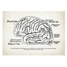 Mini poster adhesivo y reposicionable: Cerebro Lóbulo frontal - Tienda Pasquín