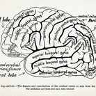 Mini poster adhesivo y reposicionable: Cerebro Lóbulo frontal - Tienda Pasquín