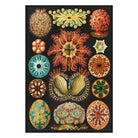 Mini poster adhesivo y reposicionable: Criaturas de Ernst Haeckel - Tienda Pasquín