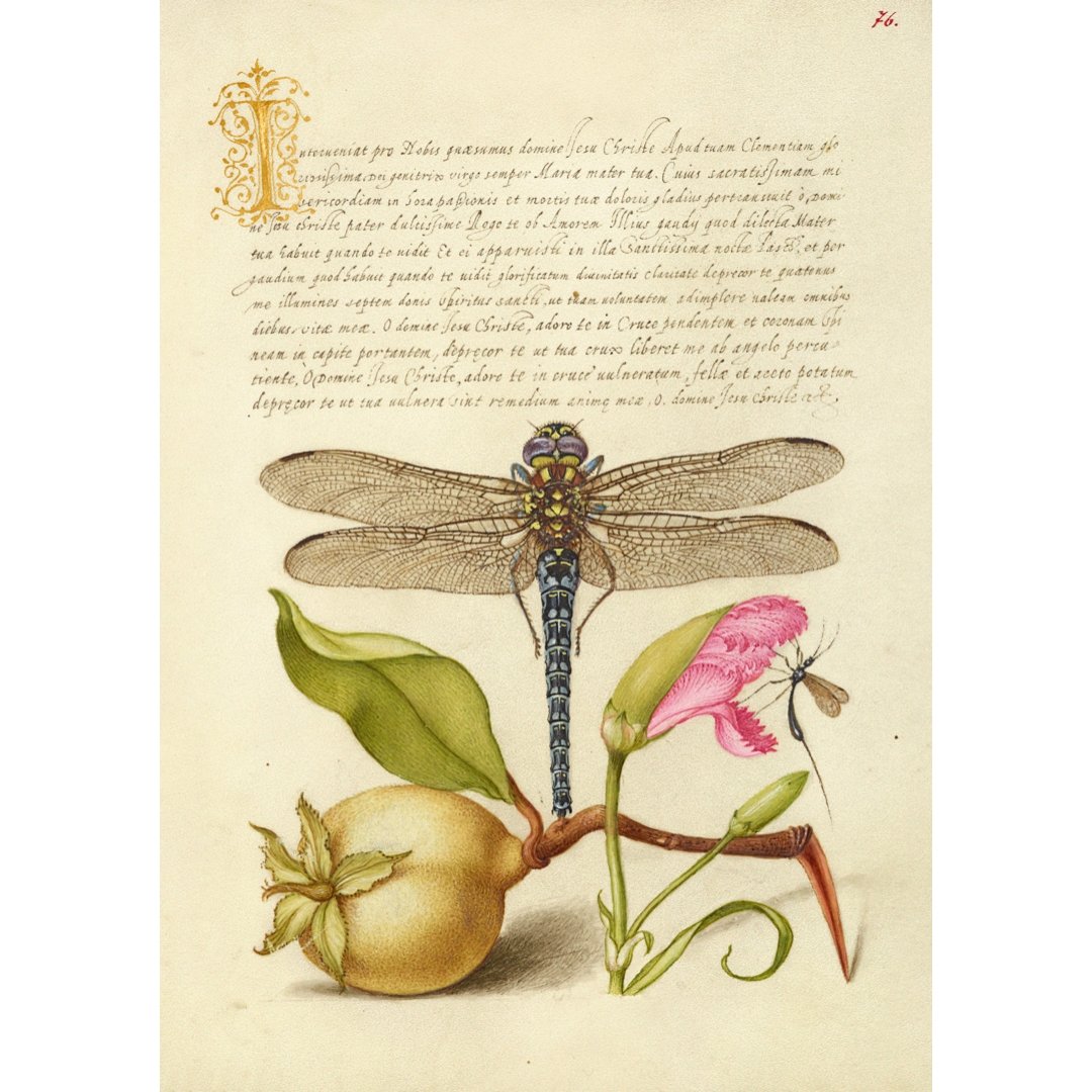 Mini poster adhesivo y reposicionable: Dragonfly, Pear, Carnation, and Insect de Joris Hoefnagel - Tienda Pasquín