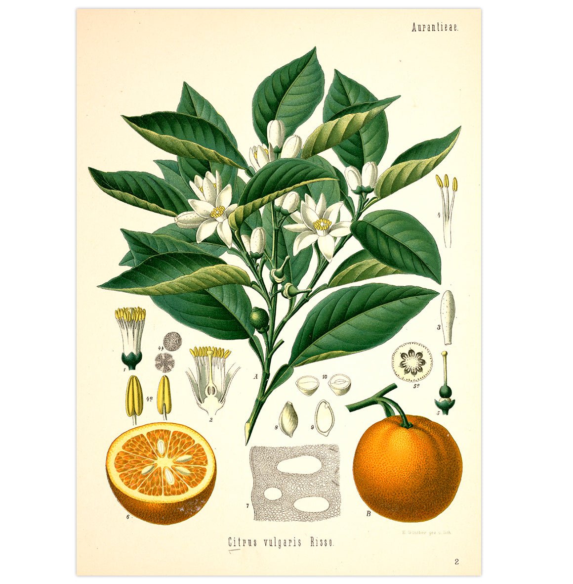 Mini poster adhesivo y reposicionable: Flores medicinales - Tienda Pasquín
