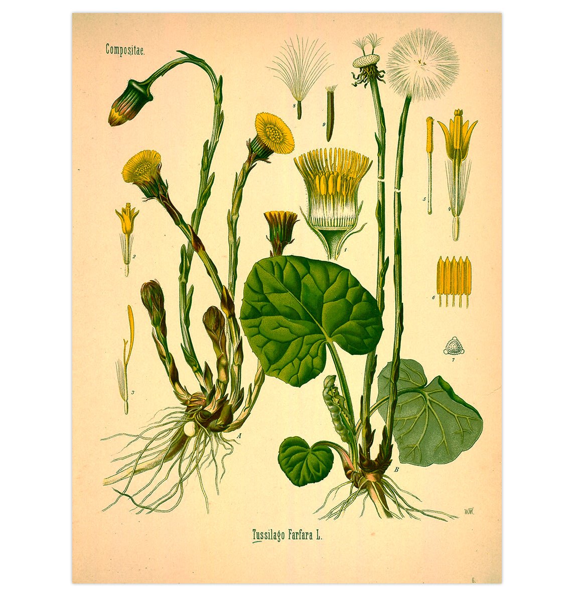 Mini poster adhesivo y reposicionable: Flores medicinales vintage - Tienda Pasquín