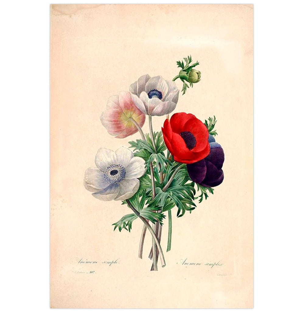 Mini poster adhesivo y reposicionable: Flores vintage ilustrado - Tienda Pasquín