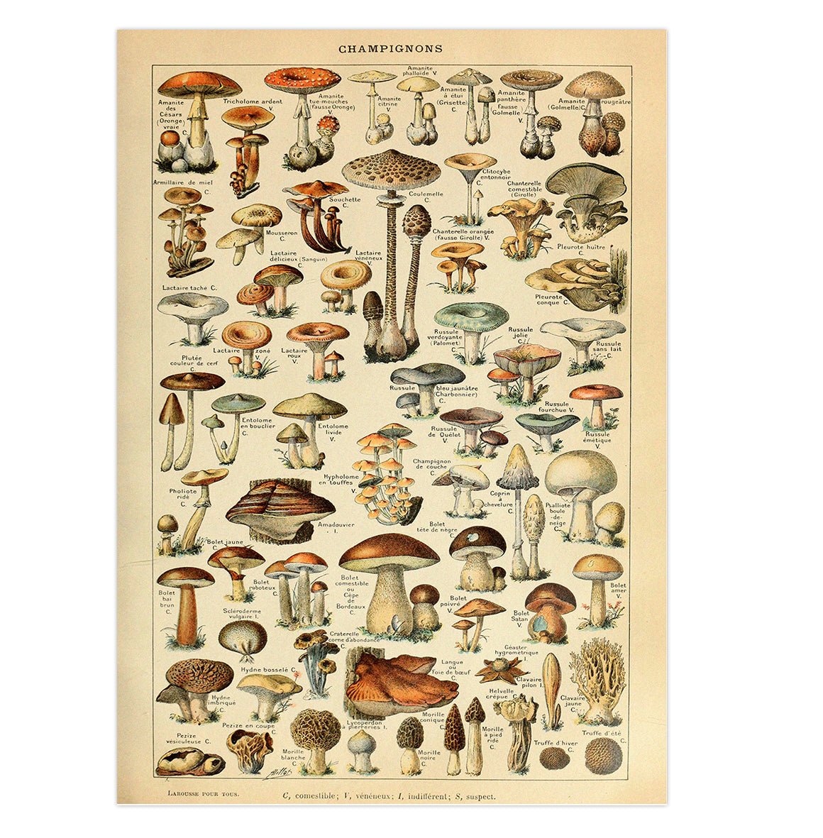Mini poster adhesivo y reposicionable: Fungi y hongos vintage - Tienda Pasquín