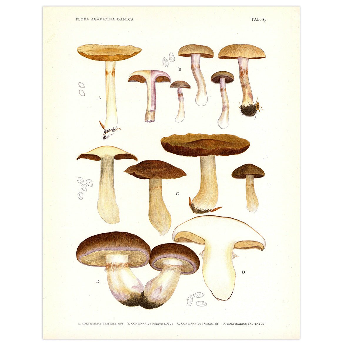 Mini poster adhesivo y reposicionable: Fungi y hongos vintage cafe - Tienda Pasquín