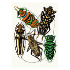 Mini Poster adhesivo y reposicionable: Insectos II de Emile-Allain Séguy - Tienda Pasquín