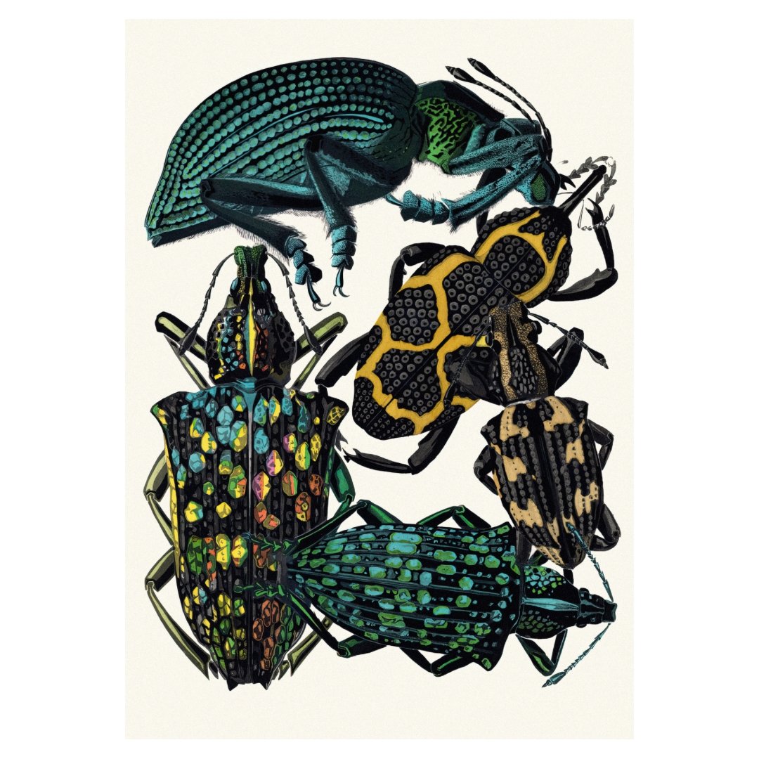 Mini Poster adhesivo y reposicionable: Insectos III de Emile-Allain Séguy - Tienda Pasquín