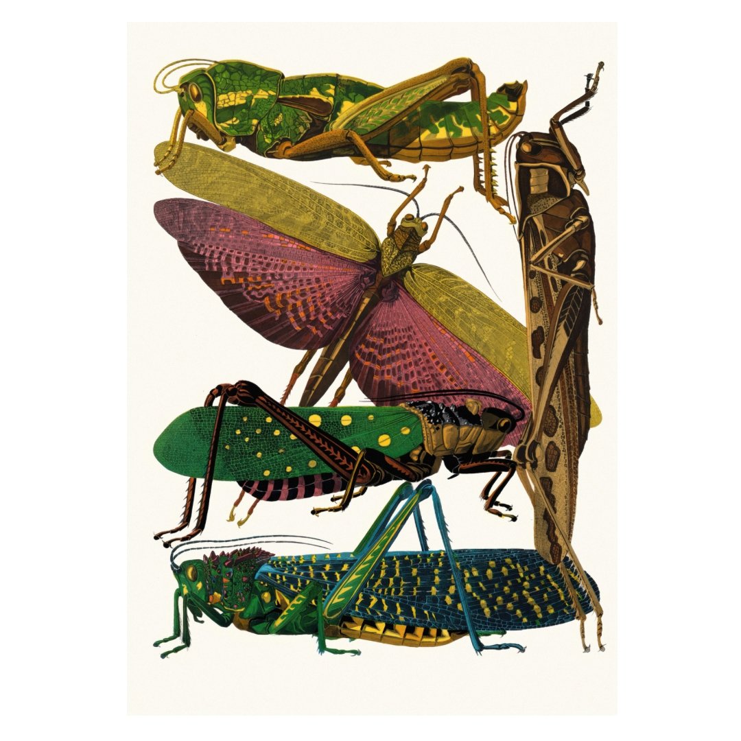 Mini Poster adhesivo y reposicionable: Insectos IIV de Emile-Allain Séguy - Tienda Pasquín