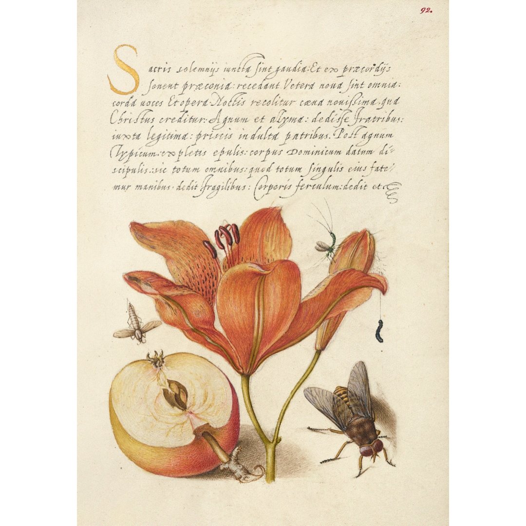 Mini poster adhesivo y reposicionable: Insects, Orange Lily, Caterpillar, Apple, and Horse Fly de Joris Hoefnagel - Tienda Pasquín