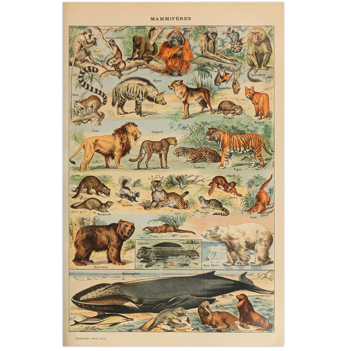 Mini poster adhesivo y reposicionable: Larousse mamíferos - Tienda Pasquín