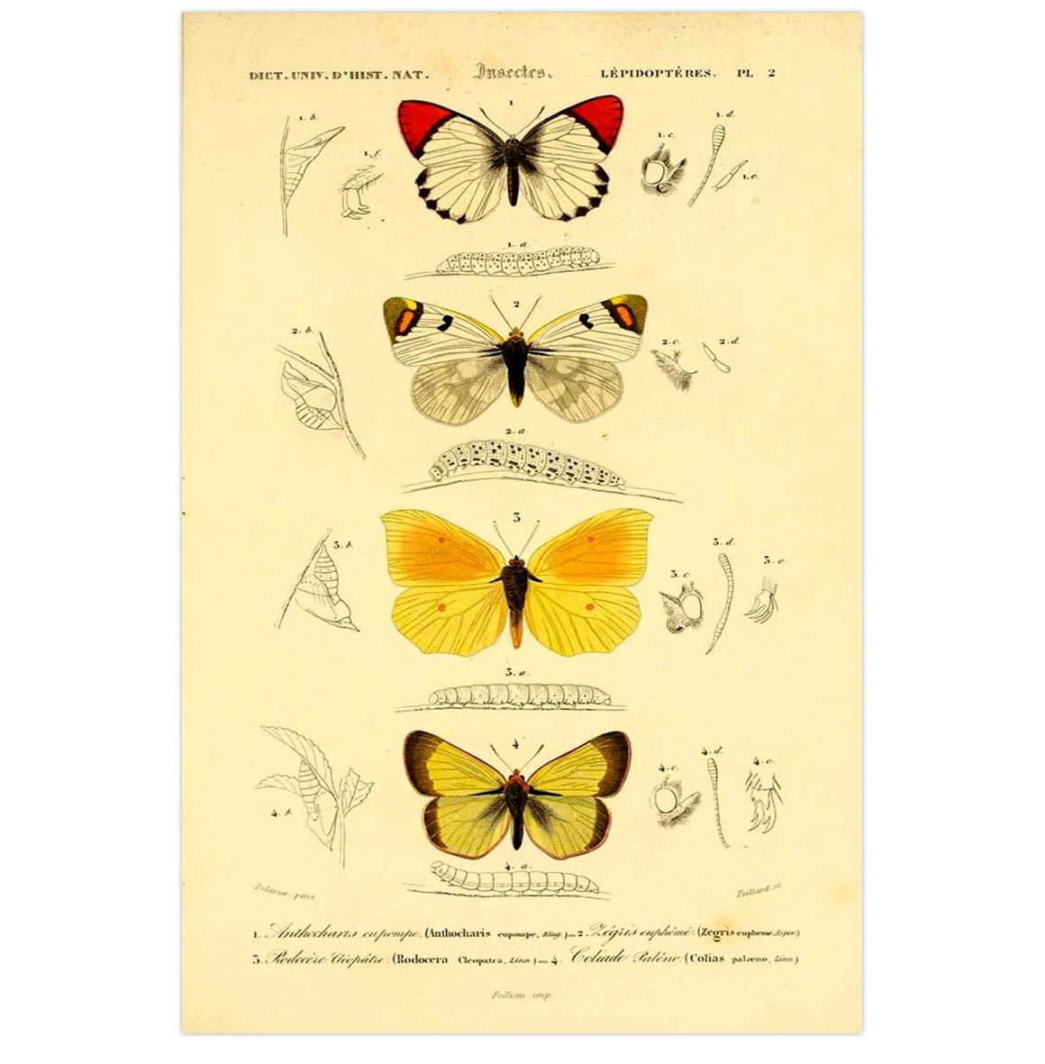 Mini poster adhesivo y reposicionable: Libro 4 mariposas vintage - Tienda Pasquín