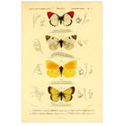 Mini poster adhesivo y reposicionable: Libro 4 mariposas vintage - Tienda Pasquín