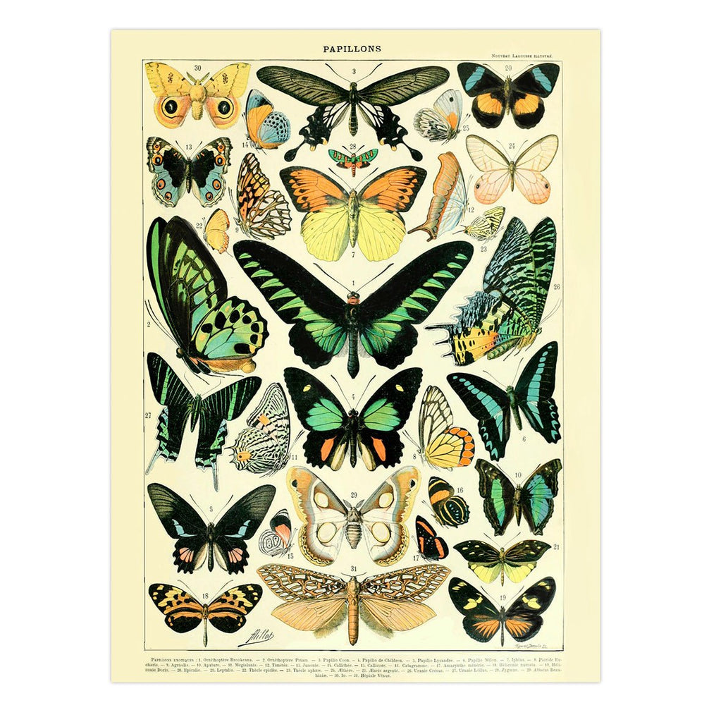 Mini poster adhesivo y reposicionable: Libro mariposas - Tienda Pasquín