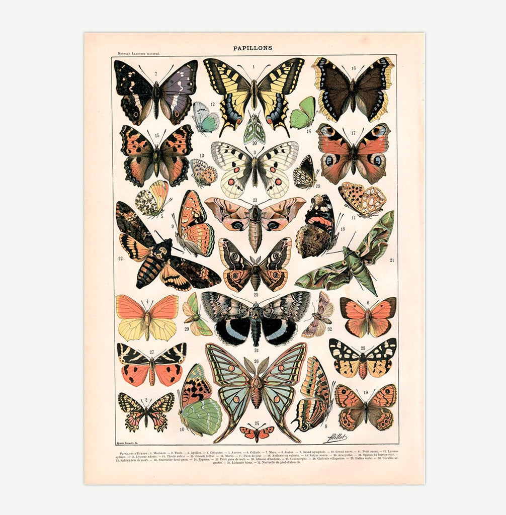 Mini poster adhesivo y reposicionable: Libro mariposas dos - Tienda Pasquín