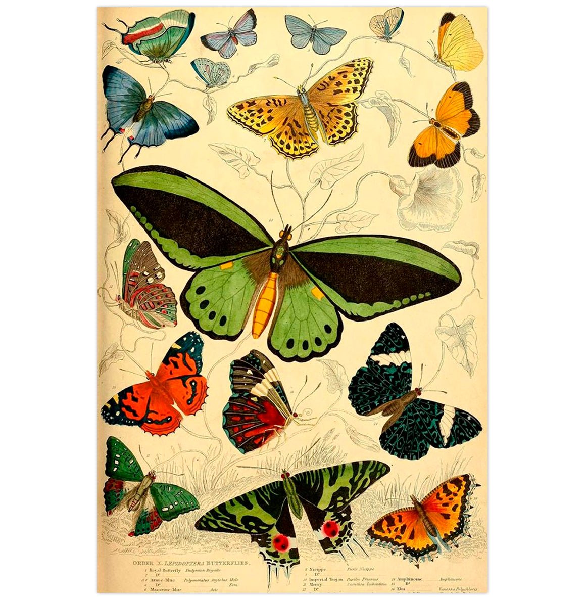 Mini poster adhesivo y reposicionable: Libro mariposas vintage - Tienda Pasquín