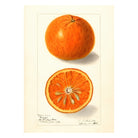 Mini poster adhesivo y reposicionable: Libro Naranja - Tienda Pasquín