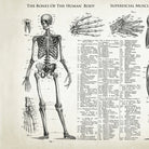 Mini poster adhesivo y reposicionable: Músculos y huesos - Tienda Pasquín