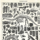Mini póster adhesivo y reposicionable: Paleontología 01 - Tienda Pasquín