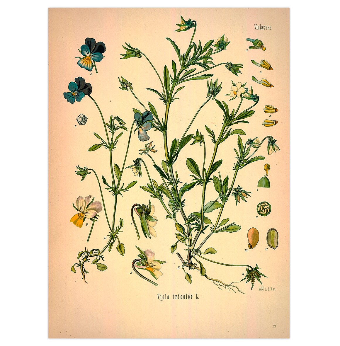 Mini poster adhesivo y reposicionable: Plantas medicinales Viola tricolor - Tienda Pasquín