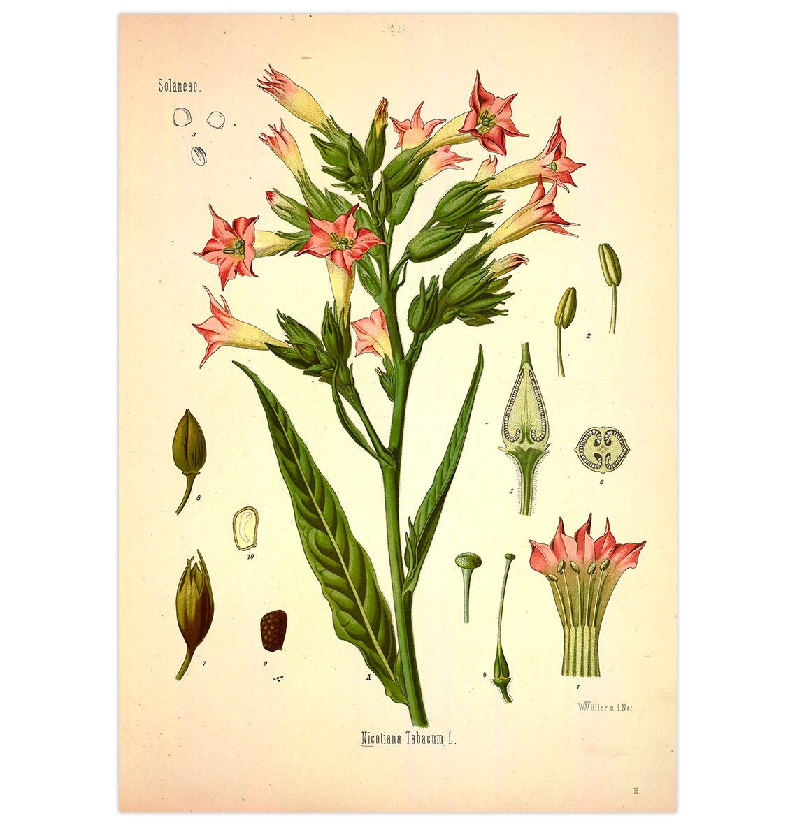 Mini poster adhesivo y reposicionable: Plantas Nicotiana tabacum - Tienda Pasquín