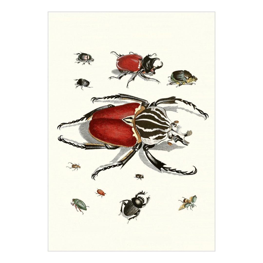 Mini posters adhesivos y reposicionables: Colección Insectos - Tienda Pasquín