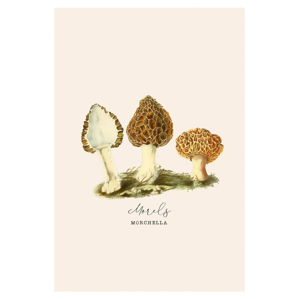 Mini posters adhesivos y reposicionables: Fungi Bolsitas de borrego - Tienda Pasquín