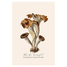 Mini posters adhesivos y reposicionables: Fungi Craterellus cornucopioides - Tienda Pasquín