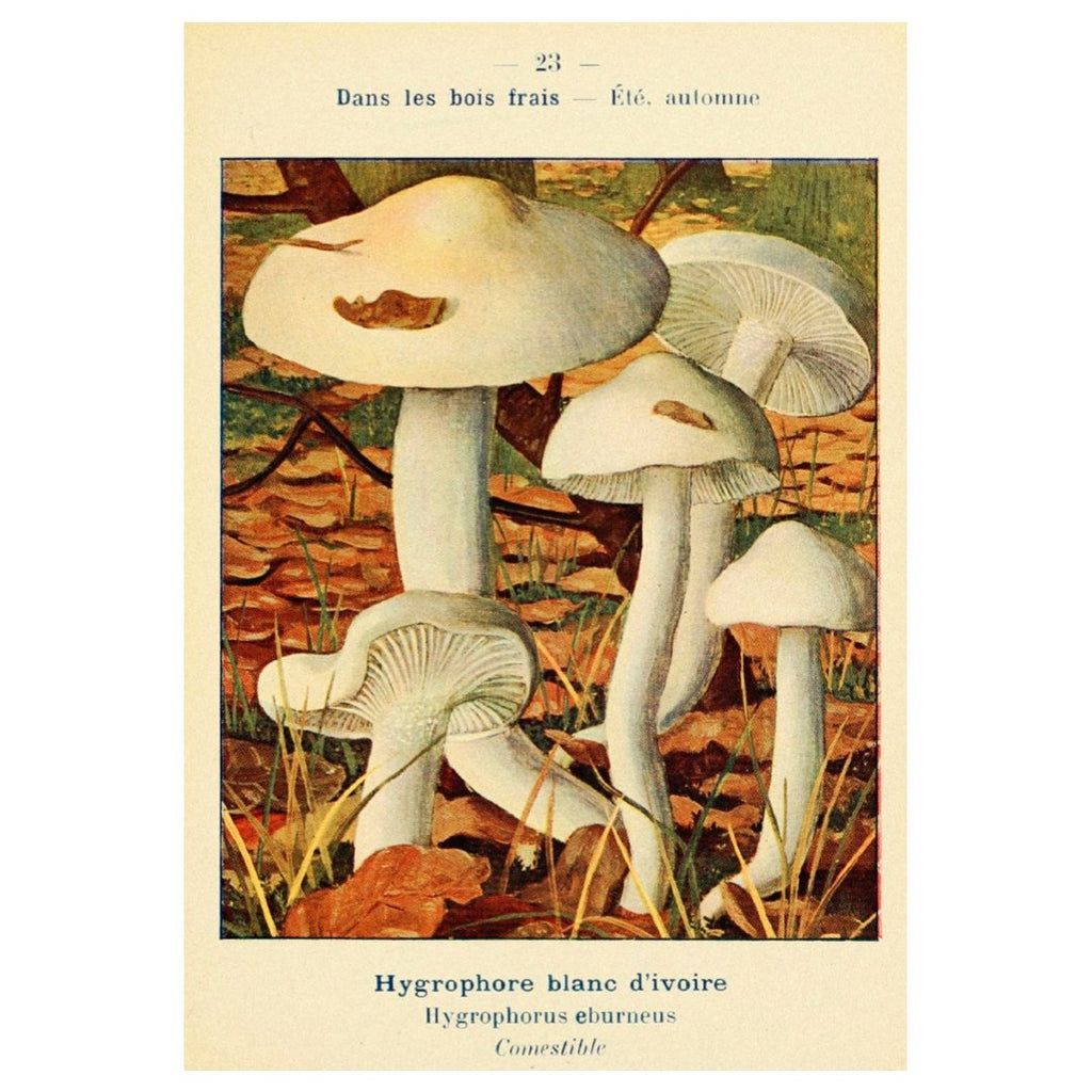 Mini posters adhesivos y reposicionables: Fungi Hygrophorus - Tienda Pasquín