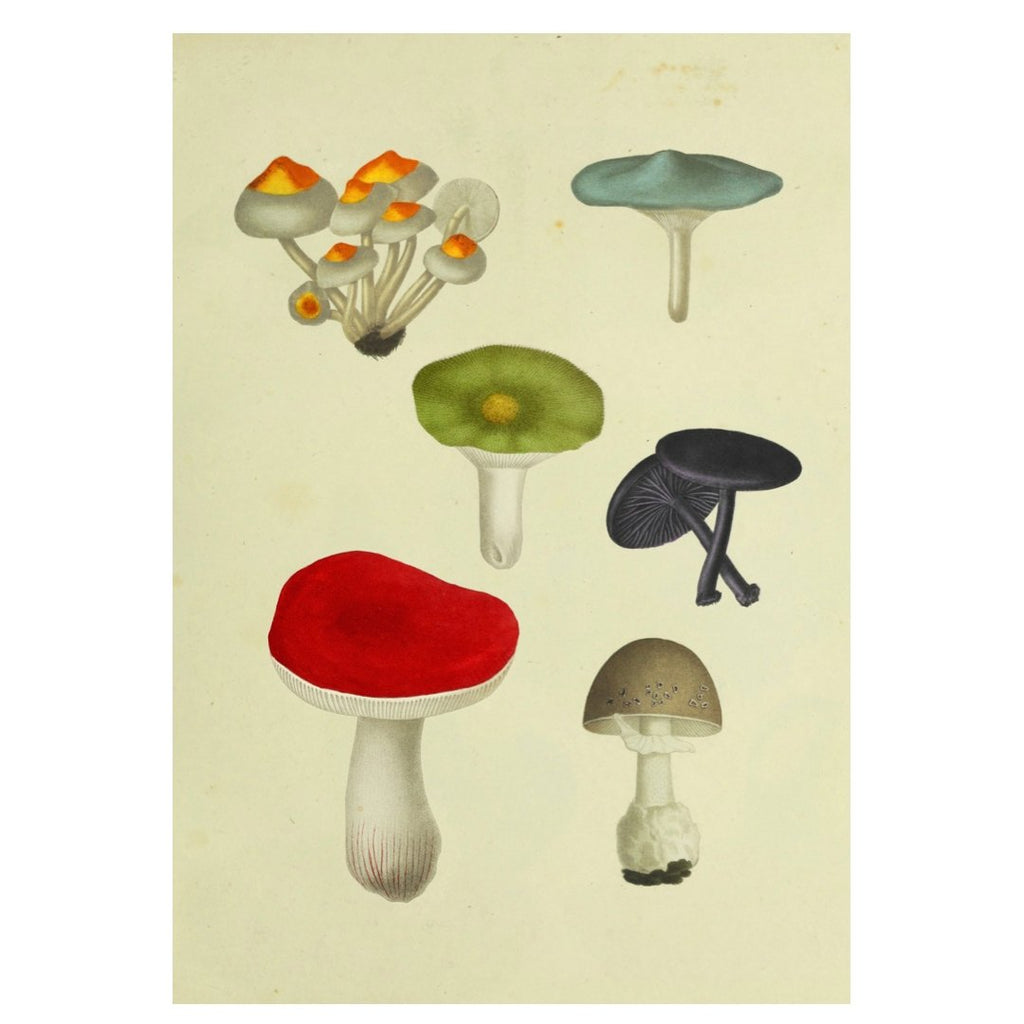 Mini posters adhesivos y reposicionables: Fungi Mix - Tienda Pasquín