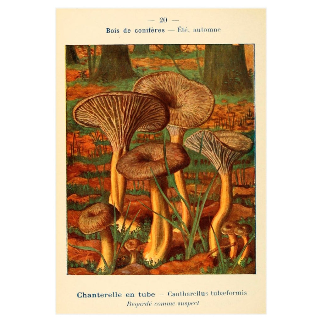 Mini posters adhesivos y reposicionables: Fungi Rebozuelo - Tienda Pasquín