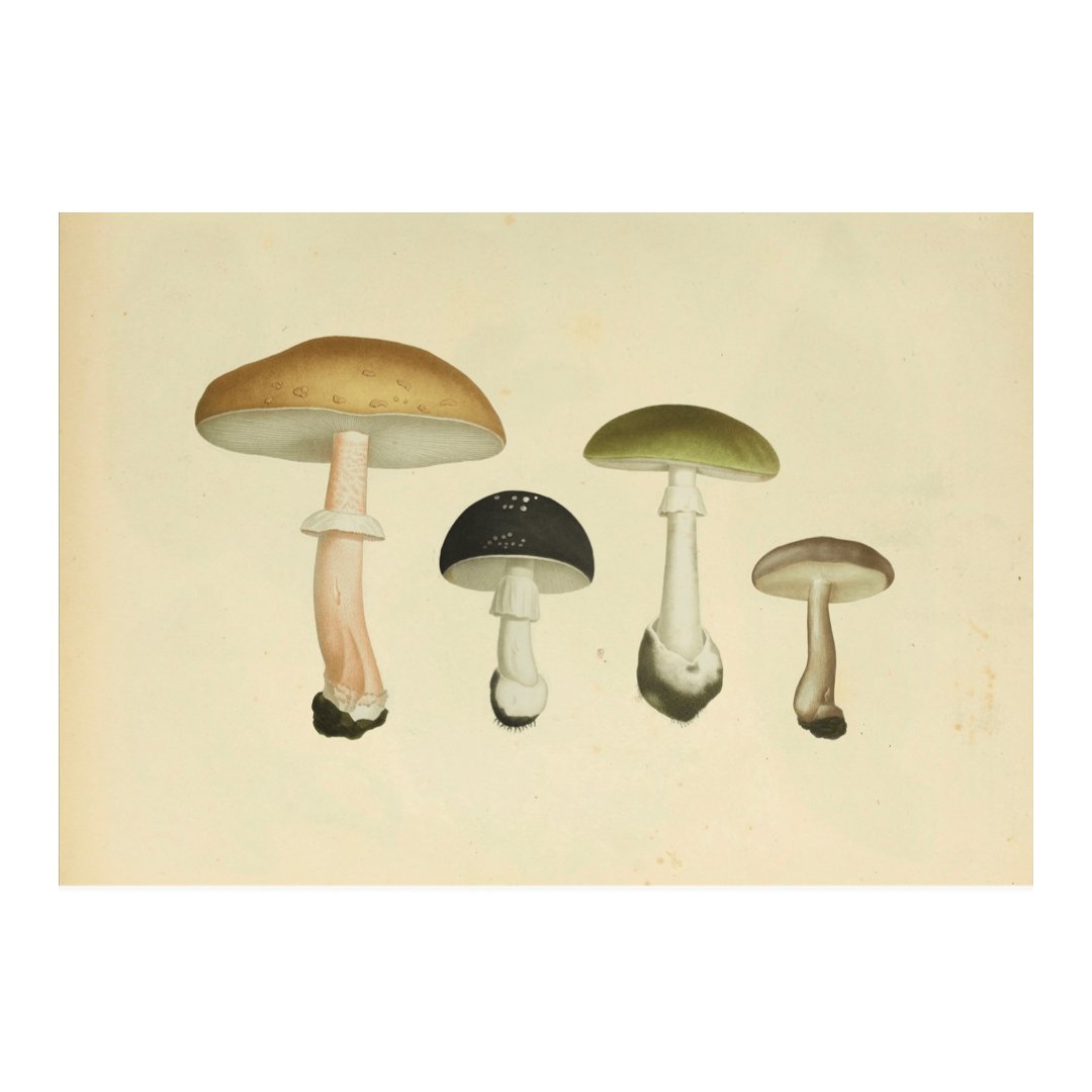 Mini posters adhesivos y reposicionables: Fungi suaves - Tienda Pasquín