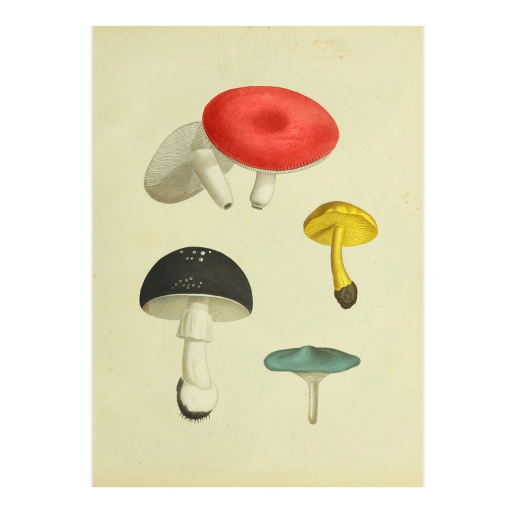 Mini posters adhesivos y reposicionables: Fungi vertical - Tienda Pasquín