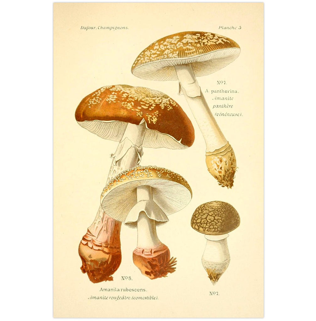 Mini posters adhesivos y reposicionables: Fungi vintage - Tienda Pasquín