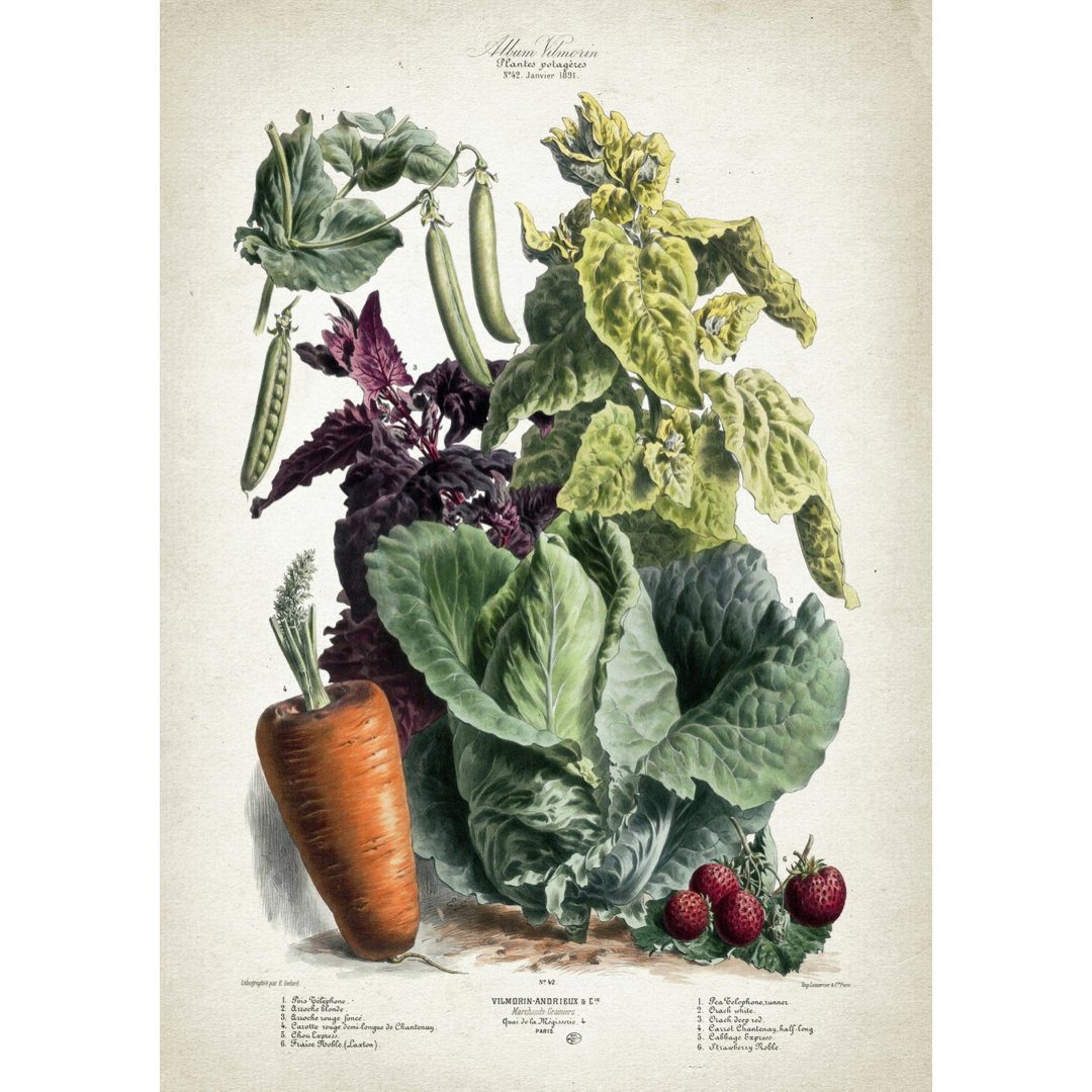 Mini posters adhesivos y reposicionables: libro vintage de verduras 04 - Tienda Pasquín