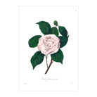 Mini posters adhesivos y reposicionables: Rosa blanca vintage - Tienda Pasquín