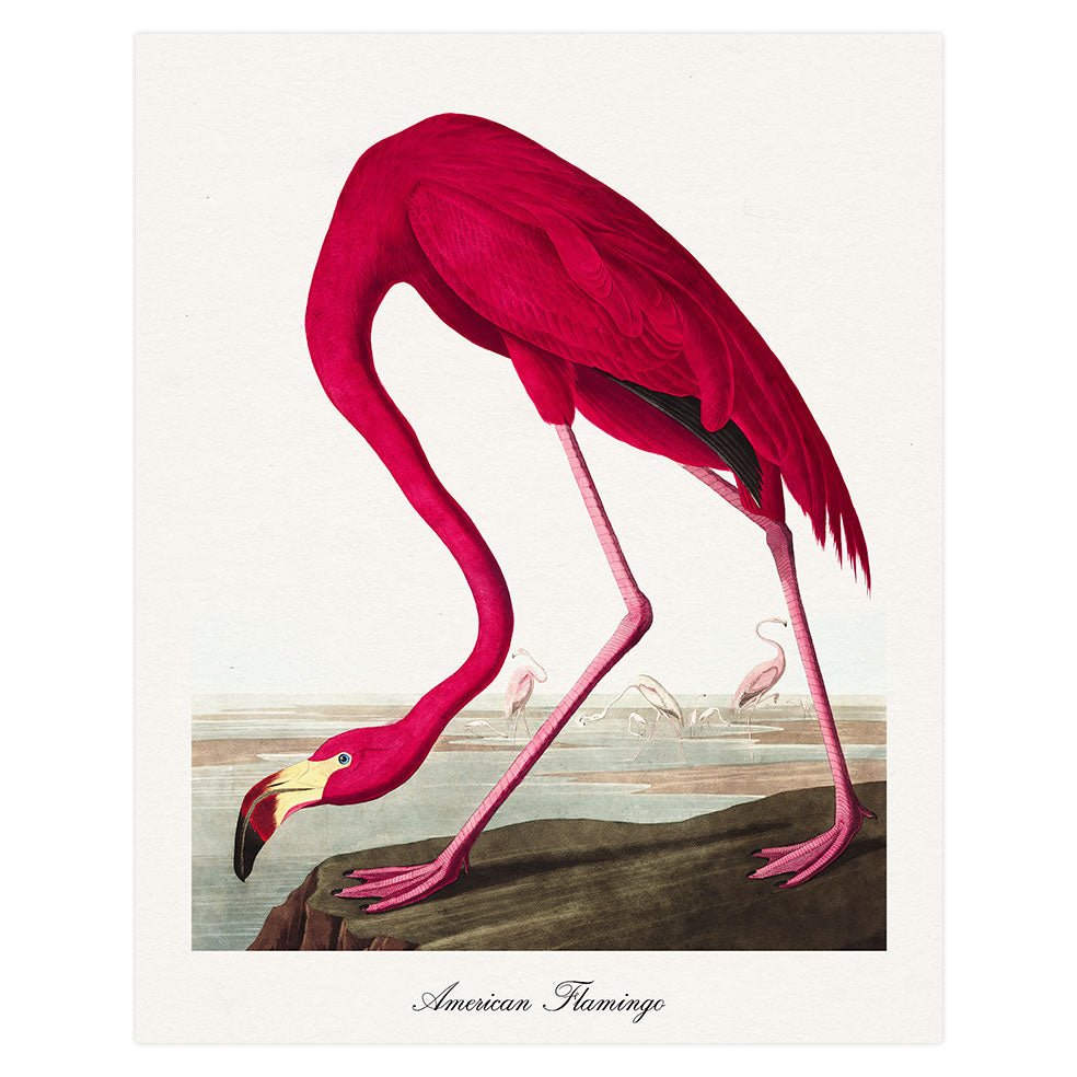 Poster adhesivo reposicionable: Flamingo de John James Audubon - Tienda Pasquín