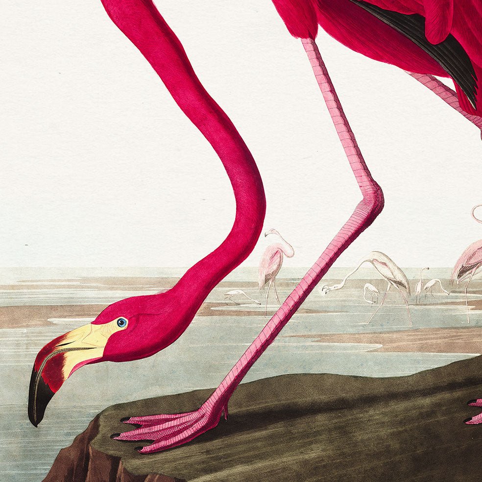 Poster adhesivo reposicionable: Flamingo de John James Audubon - Tienda Pasquín